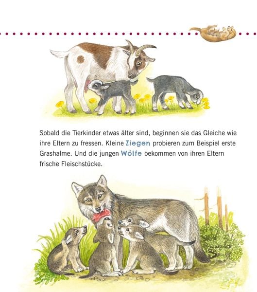 Produktbild: Unkaputtbar: Erstes Wissen: Tiere und ihre Kinder