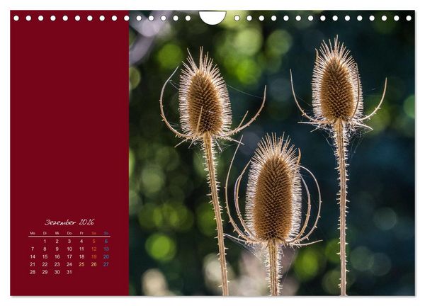 Produktbild: Bl&uuml;tenstil (Wandkalender 2026 DIN A4 quer), CALVENDO Monatskalender