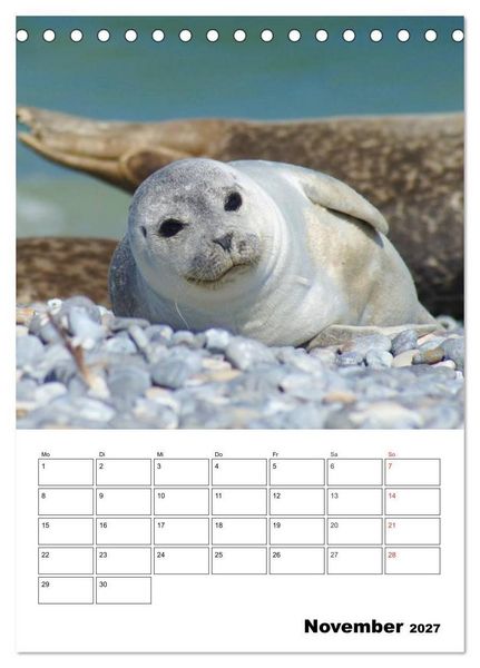 Produktbild: Liebenswerte Robben (Tischkalender 2027 DIN A5 hoch), CALVENDO Monatskalender
