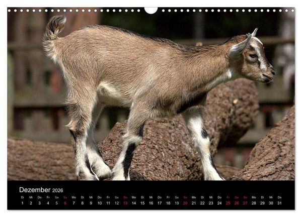 Produktbild: Zwergziegen (Wandkalender 2026 DIN A3 quer), CALVENDO Monatskalender