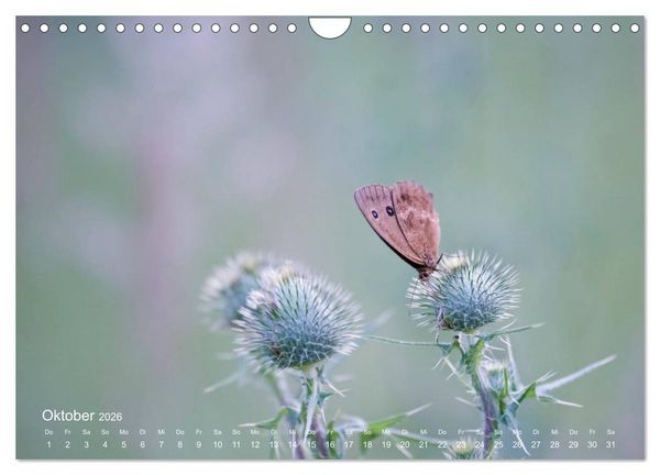 Produktbild: Eine Safari im Garten (Wandkalender 2026 DIN A4 quer), CALVENDO Monatskalender