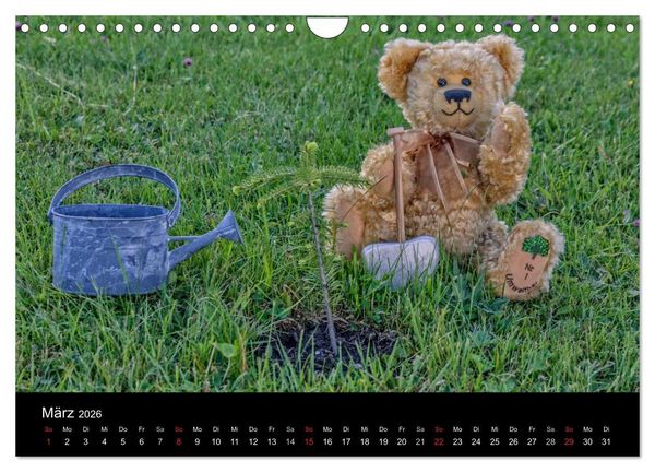 Produktbild: Martin B&auml;ren (Wandkalender 2026 DIN A4 quer), CALVENDO Monatskalender