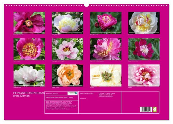 Produktbild: PFINGSTROSEN Rosen ohne Dornen (Wandkalender 2026 DIN A2 quer), CALVENDO Monatskalender