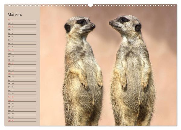 Produktbild: Erdm&auml;nnchen (Wandkalender 2026 DIN A2 quer), CALVENDO Monatskalender
