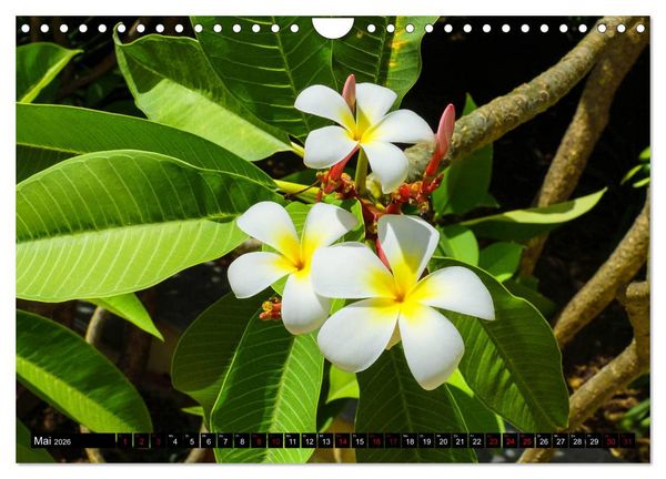 Produktbild: Botanischer Garten Palermo (Wandkalender 2026 DIN A4 quer), CALVENDO Monatskalender