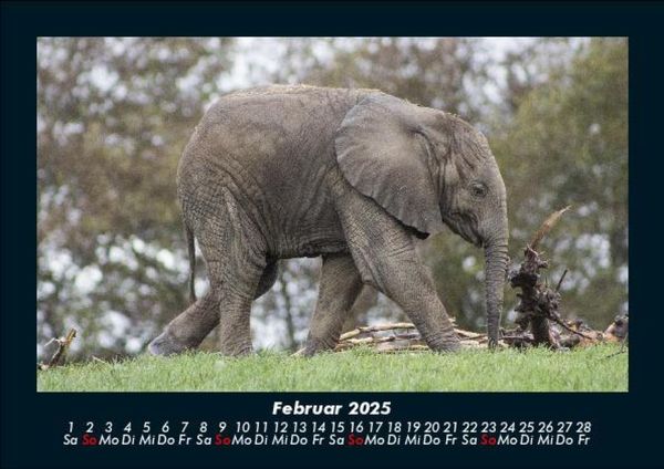Produktbild: Der Tierkalender 2025 Fotokalender DIN A5