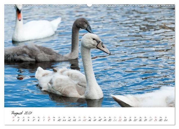 Produktbild: Vom K&uuml;ken zum Schwan (Wandkalender 2027 DIN A2 quer), CALVENDO Monatskalender