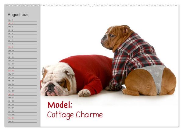 Produktbild: English Bulldog XXL Models (Wandkalender 2026 DIN A2 quer), CALVENDO Monatskalender