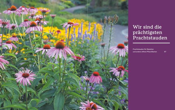 Produktbild: Das BLV Handbuch Stauden