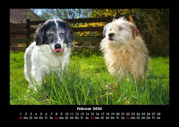 Produktbild: Hunde 2026 Fotokalender DIN A3