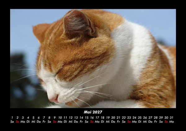 Produktbild: F&uuml;r Katzenfreunde 2027 Fotokalender DIN A3