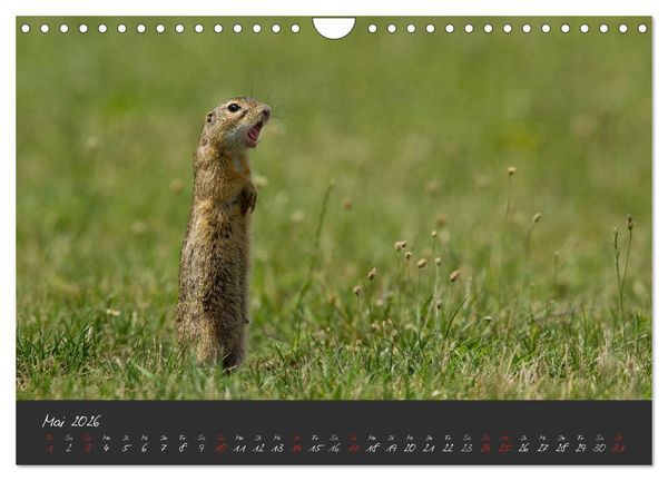 Produktbild: Natur erleben Seewinkel-Neusiedlersee (Wandkalender 2026 DIN A4 quer), CALVENDO Monatskalender