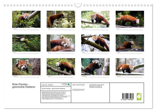 Produktbild: Rote Pandas - geschickte Kletterer (Wandkalender 2026 DIN A3 quer), CALVENDO Monatskalender