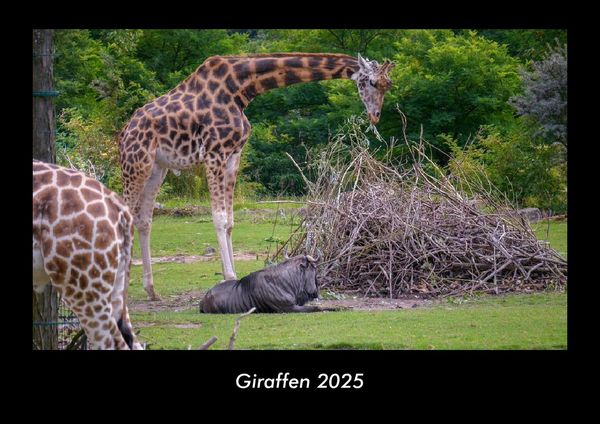 Giraffen 2025 Fotokalender DIN A3