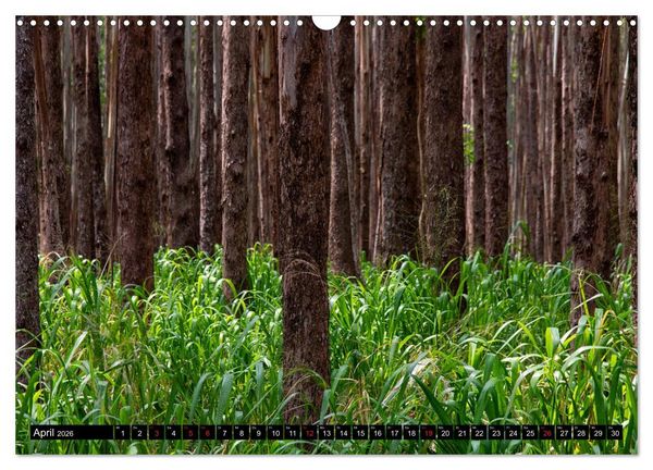 Produktbild: B&auml;ume in der Welt (Wandkalender 2026 DIN A3 quer), CALVENDO Monatskalender
