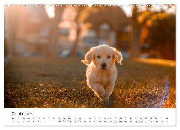 Produktbild: Golden Retriever - Die treuen Begleiter. (Wandkalender 2026 DIN A2 quer), CALVENDO Monatskalender