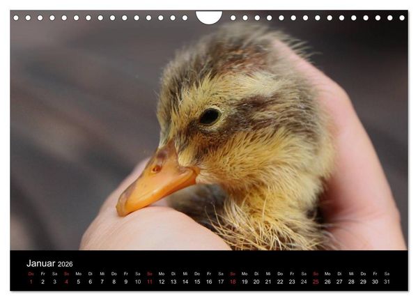 Produktbild: Laufentenk&uuml;ken - Sunny (Wandkalender 2026 DIN A4 quer), CALVENDO Monatskalender