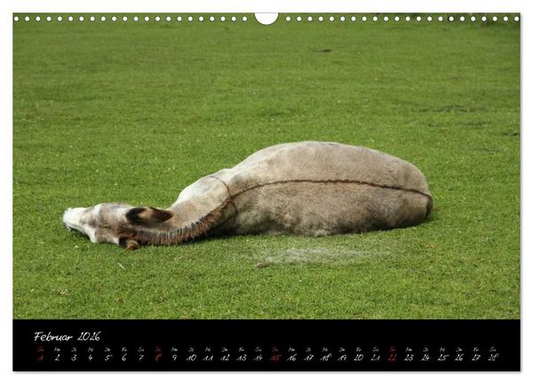 Produktbild: Esel - liebenswerte Langohren (Wandkalender 2026 DIN A3 quer), CALVENDO Monatskalender
