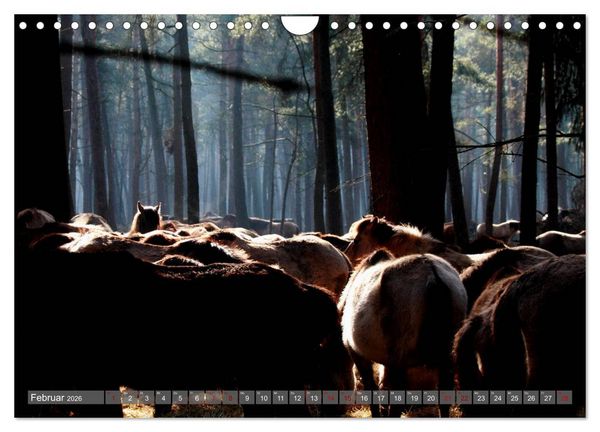 Produktbild: D&uuml;lmener Wildpferde - Wildpferde im Meerfelder Bruch (Wandkalender 2026 DIN A4 quer), CALVENDO Monatskalender