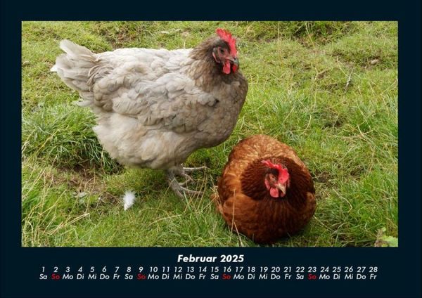 Produktbild: Der Tierkalender 2025 Fotokalender DIN A4