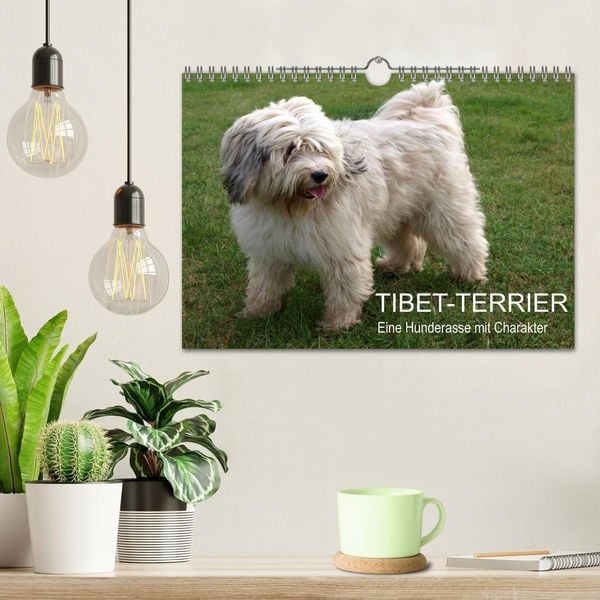 Produktbild: Tibet-Terrier - Eine Hunderasse mit Charakter (Wandkalender 2026 DIN A4 quer), CALVENDO Monatskalender