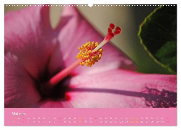 Produktbild: Hawaii Paradies auf Erden (Wandkalender 2026 DIN A2 quer), CALVENDO Monatskalender