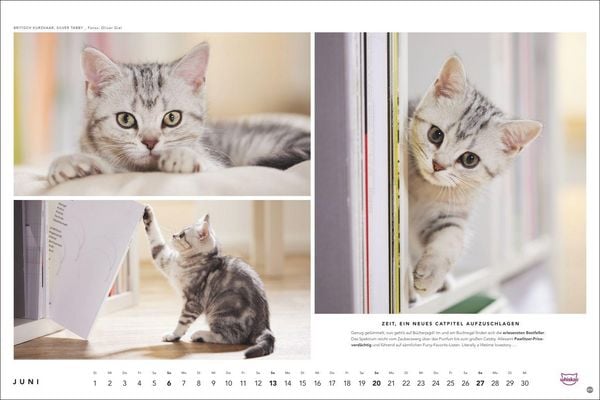 Produktbild: Whiskas Katzenkalender 2027