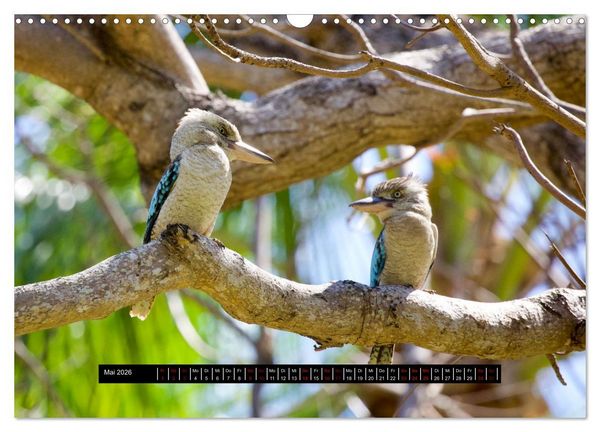Produktbild: Faszination Australien - Welt der V&ouml;gel (Wandkalender 2026 DIN A3 quer), CALVENDO Monatskalender