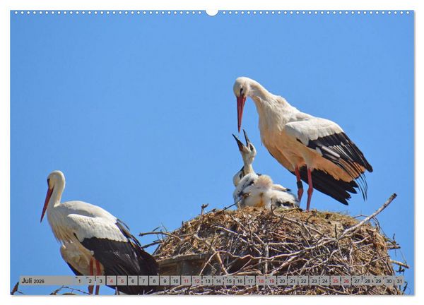 Produktbild: Zu Gast bei Familie Storch (hochwertiger Premium Wandkalender 2026 DIN A2 quer), Kunstdruck in Hochglanz