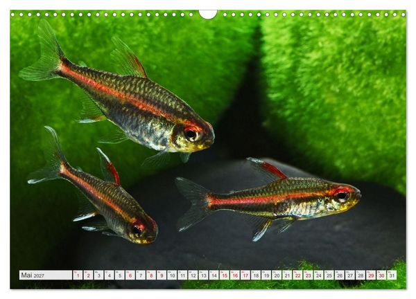 Produktbild: Beliebte Fische der Welt (Wandkalender 2027 DIN A3 quer), CALVENDO Monatskalender