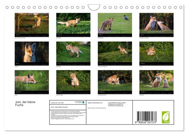 Produktbild: Joni, der kleine Fuchs (Wandkalender 2026 DIN A4 quer), CALVENDO Monatskalender