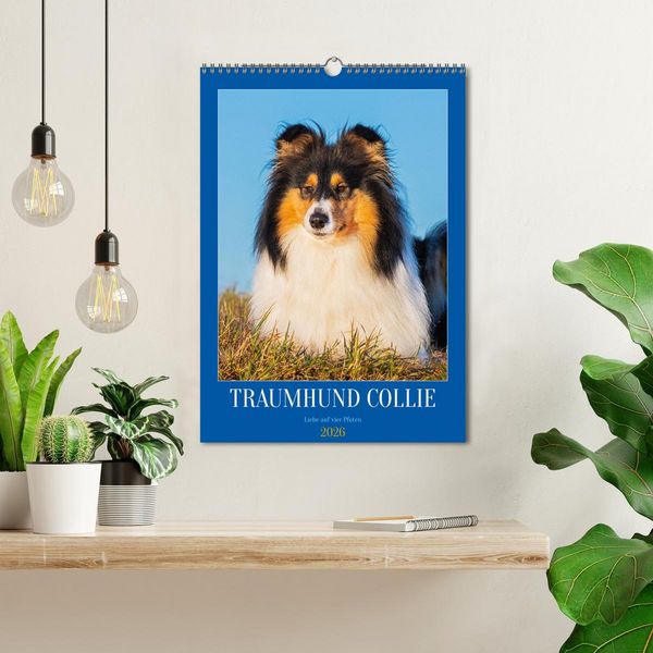 Produktbild: Traumhund Collie - Liebe auf vier Pfoten (Wandkalender 2026 DIN A3 hoch), CALVENDO Monatskalender