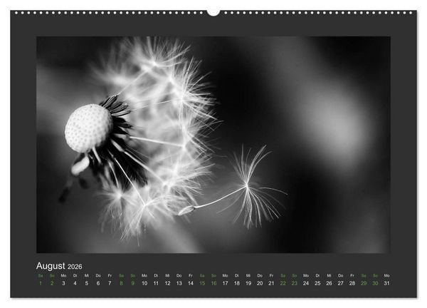Produktbild: Pflanzen in Schwarz und Wei&szlig; (hochwertiger Premium Wandkalender 2026 DIN A2 quer), Kunstdruck in Hochglanz
