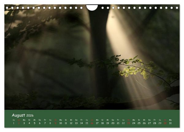 Produktbild: Lichter im Wald (Wandkalender 2026 DIN A4 quer), CALVENDO Monatskalender