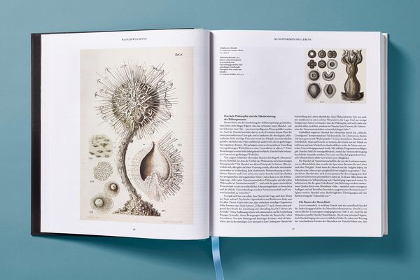 Produktbild: The Art and Science of Ernst Haeckel