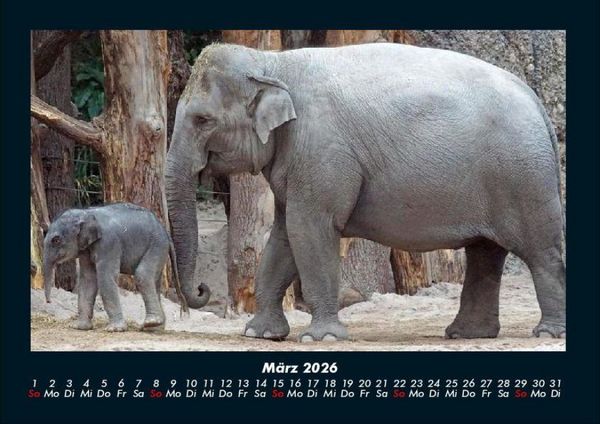 Produktbild: Elefanten - Die sanften Riesen Afrikas 2026 Fotokalender DIN A4