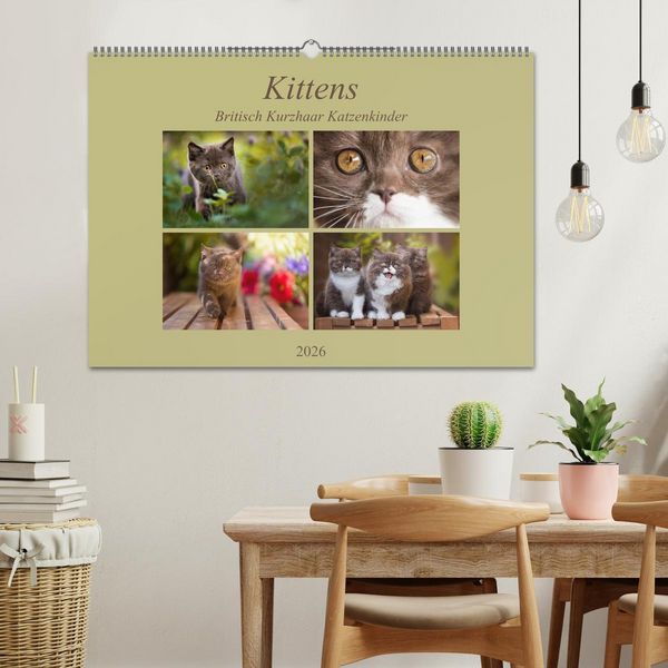 Produktbild: Kittens - Britisch Kurzhaar Katzenkinder (Wandkalender 2026 DIN A2 quer), CALVENDO Monatskalender