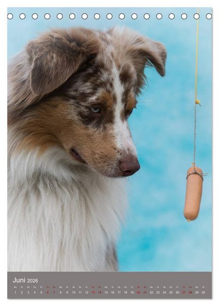 Produktbild: Hundegesichter beim W&uuml;rstchenschnappen (Tischkalender 2026 DIN A5 hoch), CALVENDO Monatskalender