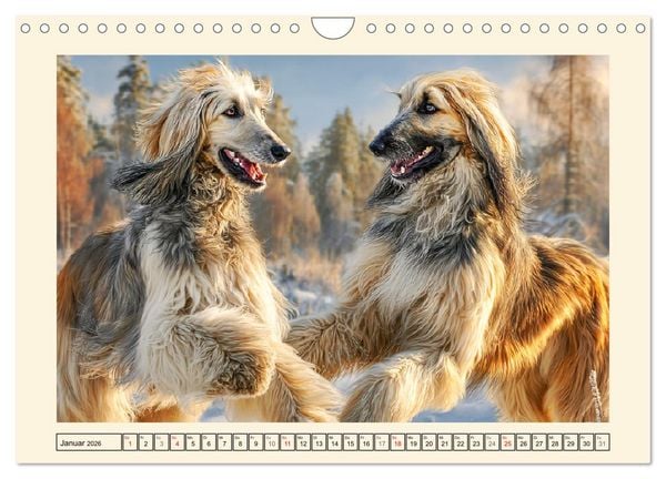 Produktbild: Afghanischer Windhund. Eleganter Sichtj&auml;ger und sensibler Couch-Potatoe (Wandkalender 2026 DIN A4 quer), CALVENDO Monatskalender