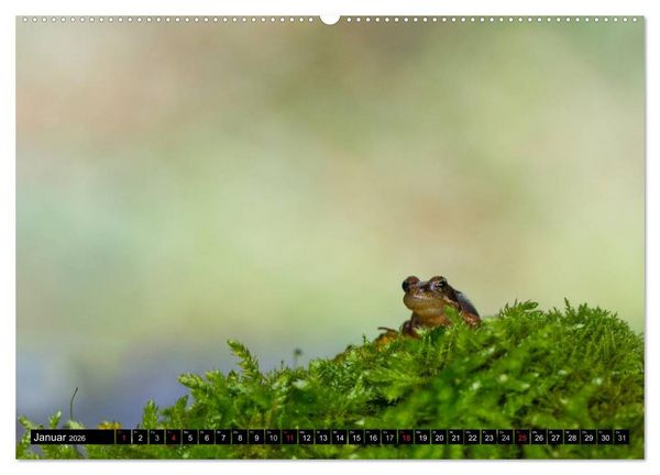 Produktbild: Salamander und Co. (hochwertiger Premium Wandkalender 2026 DIN A2 quer), Kunstdruck in Hochglanz