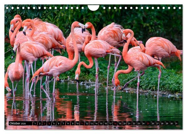 Produktbild: Afrika - Welt der Tiere (Wandkalender 2026 DIN A4 quer), CALVENDO Monatskalender