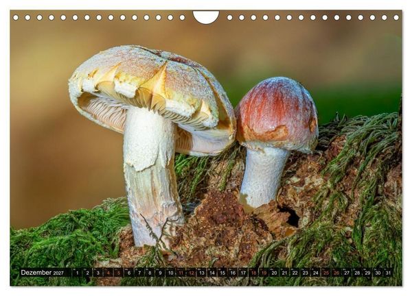 Produktbild: Kunstgalerie Wald - die verborgene Welt der Pilze (Wandkalender 2027 DIN A4 quer), CALVENDO Monatskalender