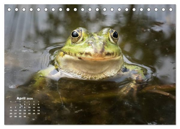 Produktbild: Gl&uuml;ckliche Fr&ouml;sche (Tischkalender 2026 DIN A5 quer), CALVENDO Monatskalender