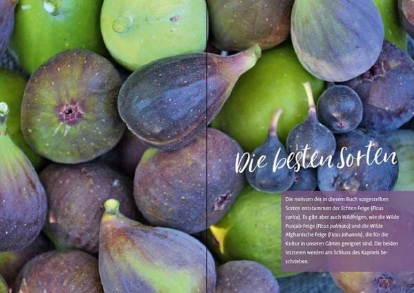Produktbild: Feigen aus dem eigenen Garten
