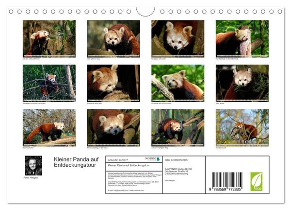 Produktbild: Kleiner Panda auf Entdeckungstour (Wandkalender 2027 DIN A4 quer), CALVENDO Monatskalender