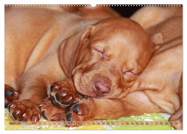 Produktbild: Magyar Vizsla - Vielseitiger Jagdhund mit Familienanschluss (Wandkalender 2026 DIN A2 quer), CALVENDO Monatskalender
