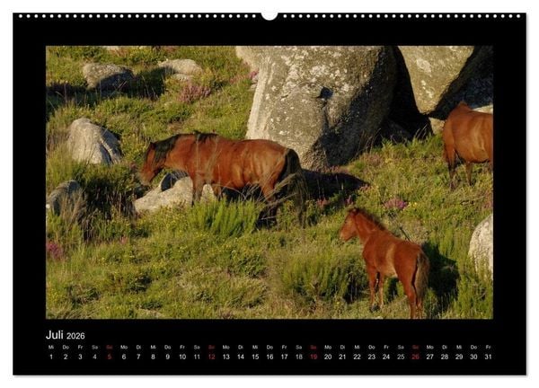 Produktbild: Garranos - Bedrohte Wildpferde Europas (Wandkalender 2026 DIN A2 quer), CALVENDO Monatskalender