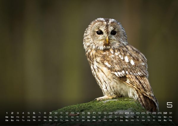 Produktbild: Eulen - W&auml;chter der Nacht - 2027 - Kalender DIN A3