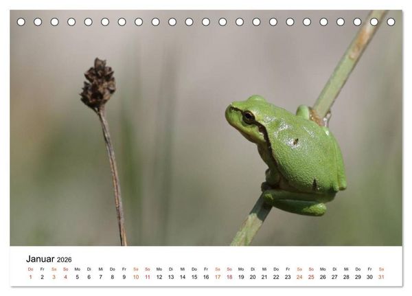 Produktbild: Besucher im Garten - Laubfr&ouml;sche (Tischkalender 2026 DIN A5 quer), CALVENDO Monatskalender