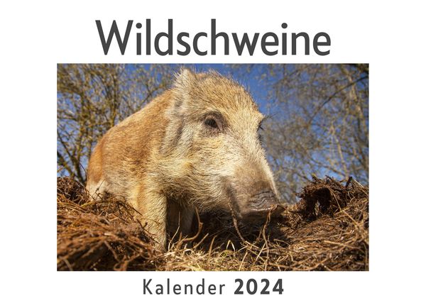 Produktbild: Wildschweine (Wandkalender 2024, Kalender DIN A4 quer, Monatskalender im Querformat mit Kalendarium, Das perfekte Geschenk)